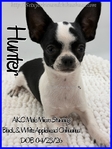 Exceptional Male AKC Applehead Chihuahuas
