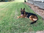 Coming Soon! AKC Champion Line German Shepherd Pups!
