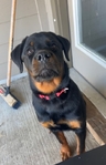 Female Rottweiler pup