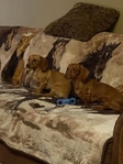 AKC Registered Miniature Dachshund Puppies