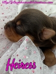 AKC Chocolate & Tan Female Yorkies