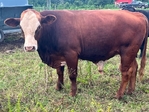Young herd bulls