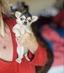 Chihuahua Apple head puppies