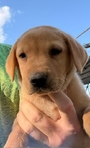 AKC Yellow Labradore puppies