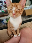 Free kittens + orange momma cat