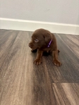 AKC Registered Chocolate Lab Puppies
