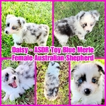 ASDR TOY AUSTRALIAN SHEPHERDS
