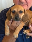 dachshund puppy!