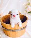 Chihuahua puppies Apple head Gorgeous!