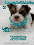 AKC Micro Male Chocolate Parti & Chocolate & Tan Yorkies