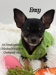 AKC XTiny Female Applehead Chihuahua