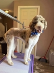 F1B Male Merle Goldendoodle