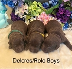 Labrador Retrievers-AKC