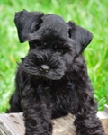 AKC Toy/Miniature Female Schnauzer Puppies
