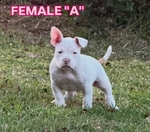 American Bully Puppies