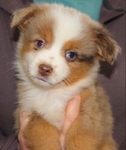 MINIATURE AUSTRALIAN SHEPHERD PUPPY.  ASDR REGISTERED