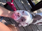 Bully for Sale