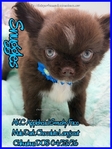AKC Chocolate Applehead Longcoat Chihuahuas