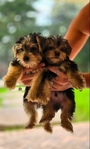 Teacup Yorkies