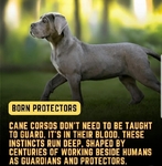 Gorgeous Cane Corso puppies! (Italian mastiff)