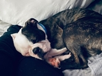 Boston Terrier’s For Sale