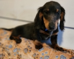 Price Negotiable Mini Dachshunds