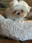 Baby-Doll Face Korean Maltese