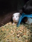 4 female guinea pigs for sale