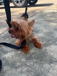 Ckc Yorkie pupies