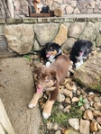 Registered Standard Australian Shepherds