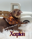 AKC Stunning Lilac & Tan male Chihuahua
