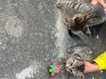 Kittens for sale