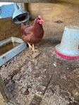 Hens
