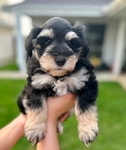 miniature schnauzer puppies