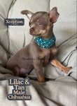 Absolutely Stunning Male Lilac & Tan Chihuahua