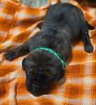 English Mastiff Puppies