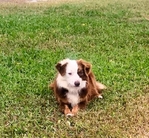 Miniature Australian shepherds