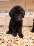 F1B Labradoodles