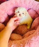 Teacup Poodles & Toy Poodle puppies