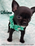 AKC Silky Micro Male Chihuahua