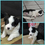 Full blooded Australian shepherds