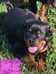 Silk (4month old European Rottweiler )