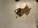 Female Pyranese/German shepherd pup
