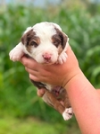 Australian shepherd’s