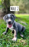 ABKC American Bully Puppies