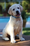 Yellow and Black Male Labrador Retriever Pups