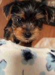 Yorkie puppies