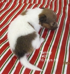 AKC Shetland Sheep Dogs