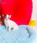 Teacup Lollipop short coat, Applehead female Chihuahua.