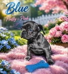 Exotic French bulldogs